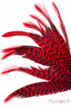 Fagiano Lady Armherst - 24-27 cm - rosso-nero 